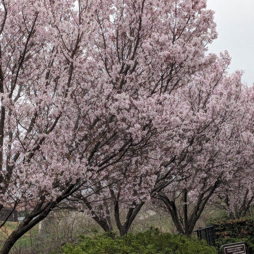 shunponta.bsky.social