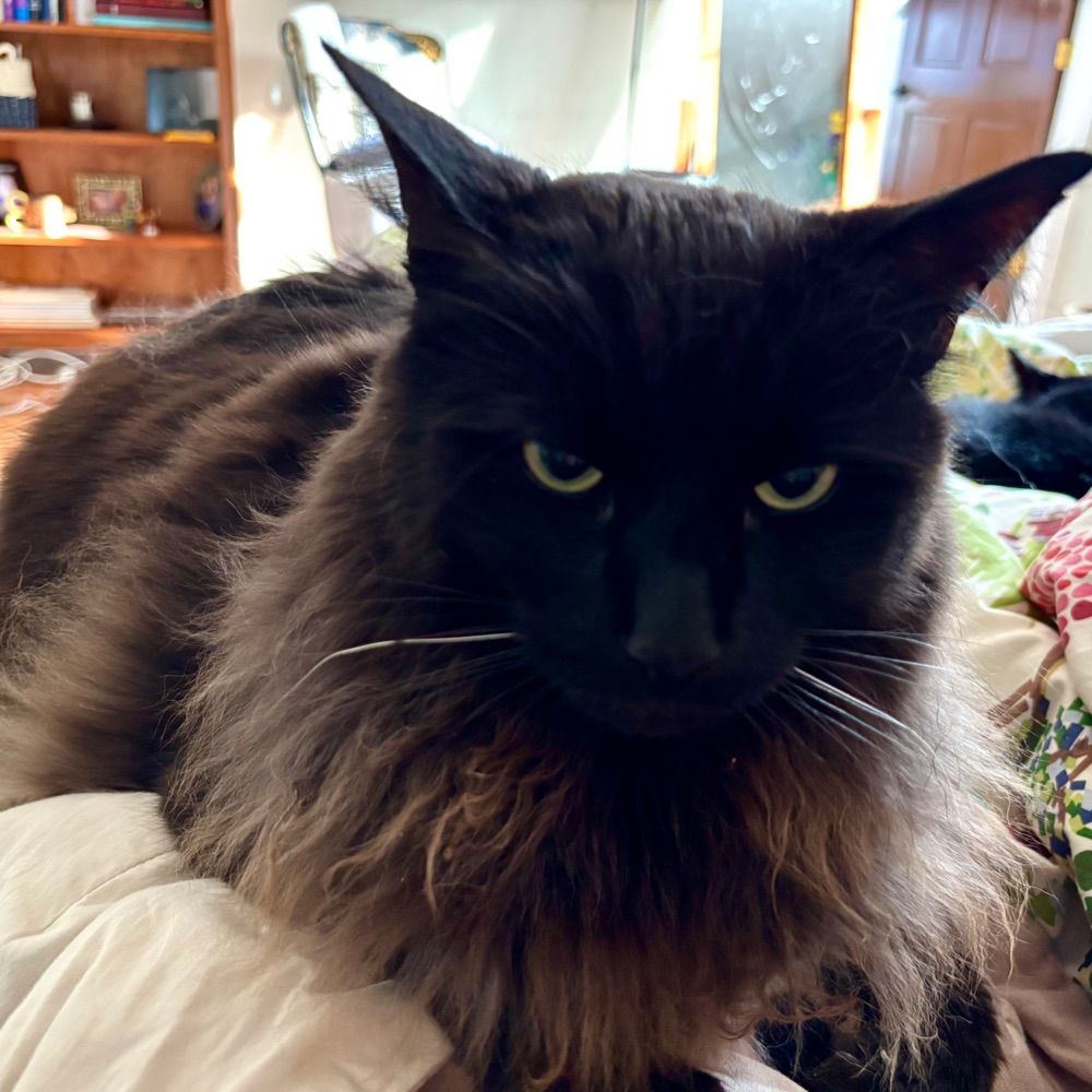 drninelives.bsky.social