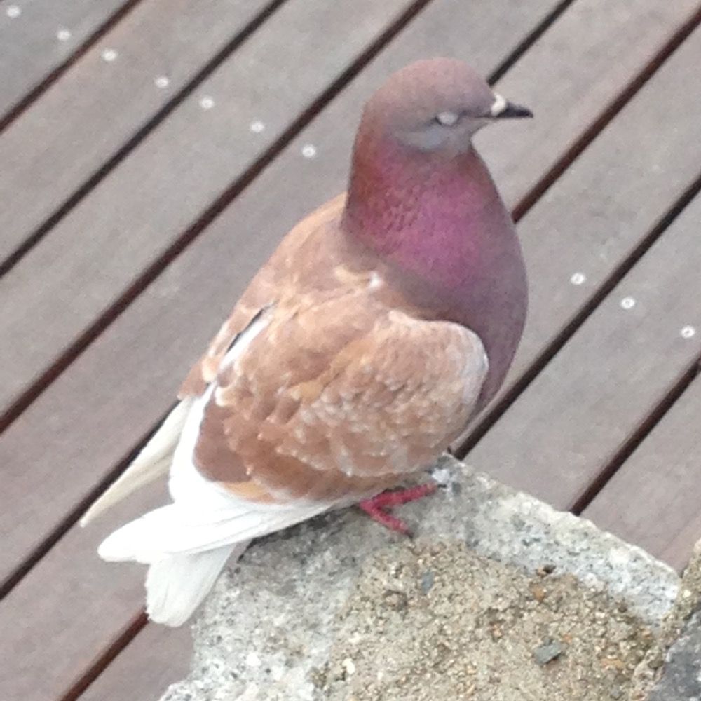 ちょこる