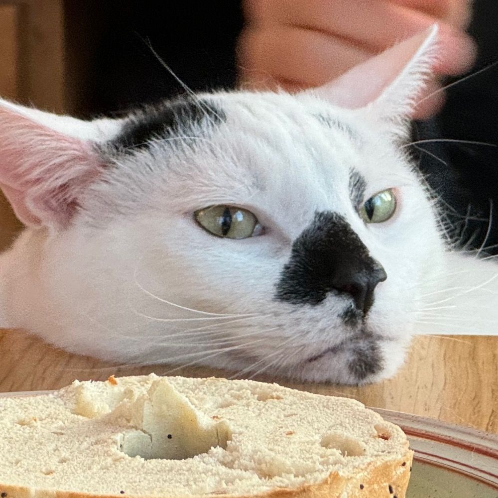 DigglesB