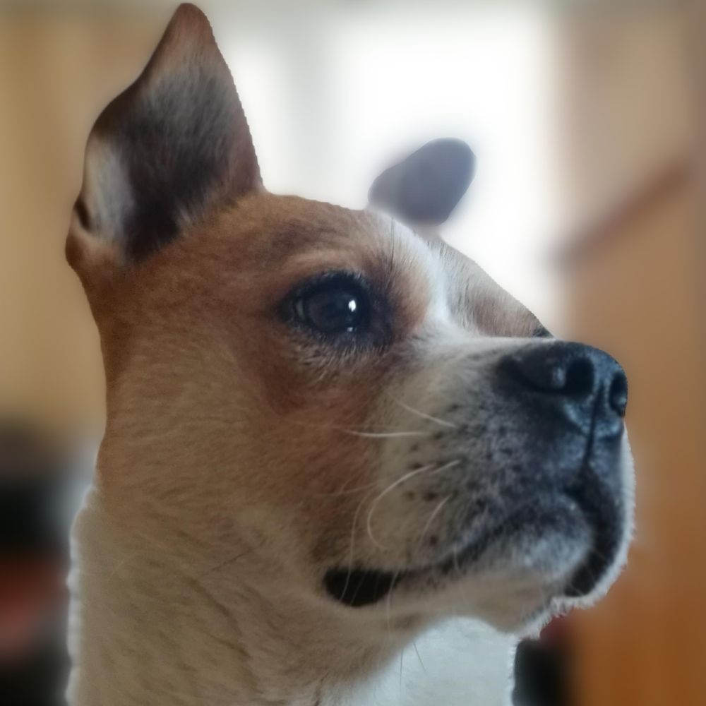 BBDog