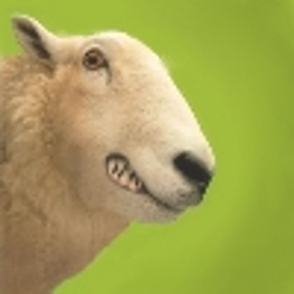 Jef