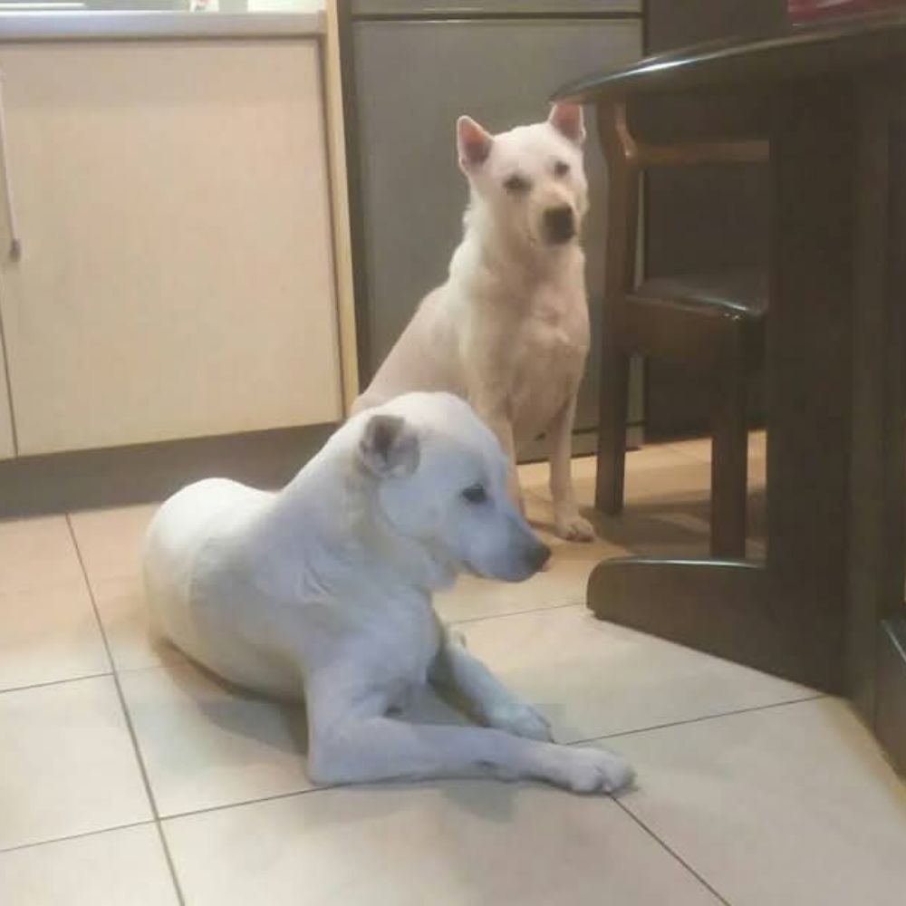 kishudog