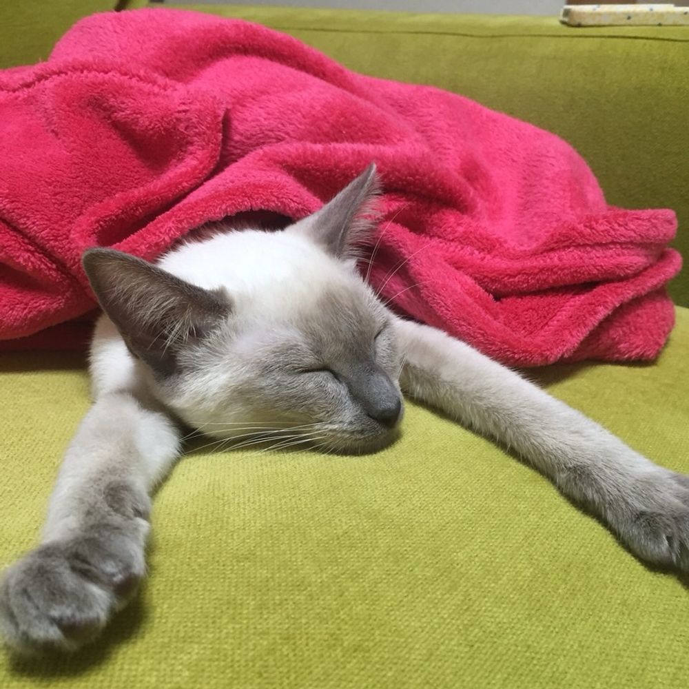 シモン