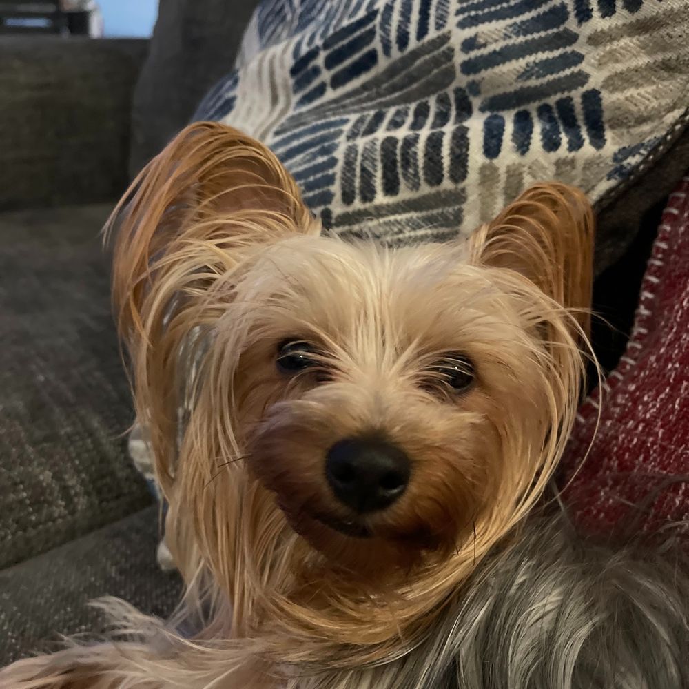Oscar
