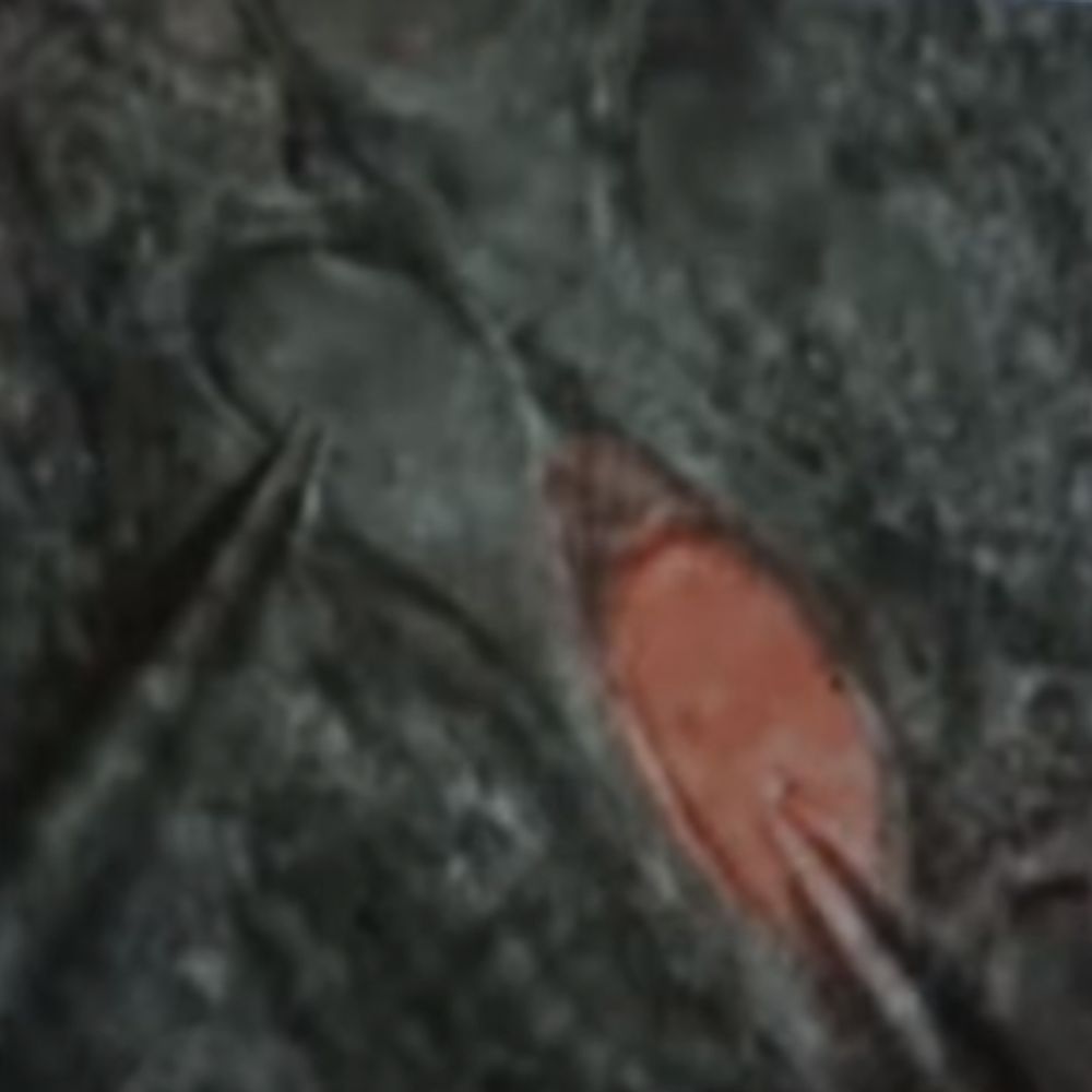 Kesselslab