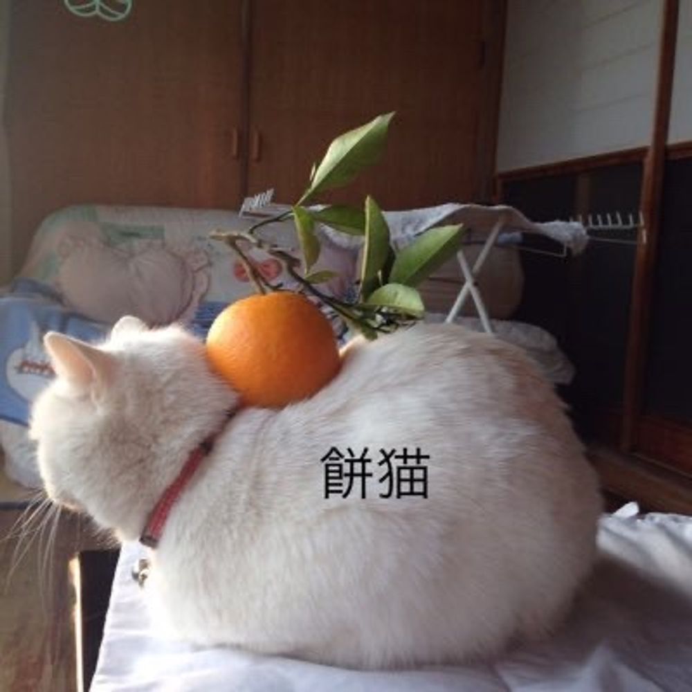 鏡 餅猫🐈