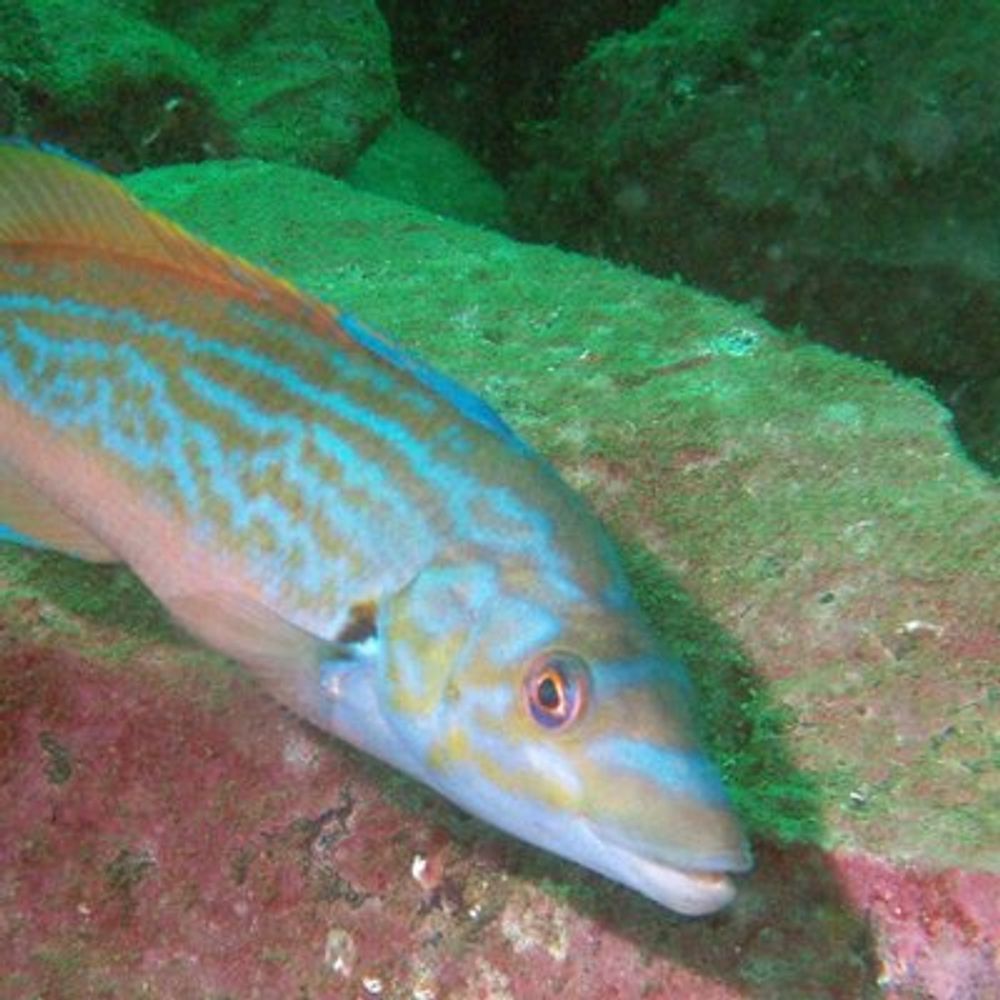 Save Scotland's Wrasse