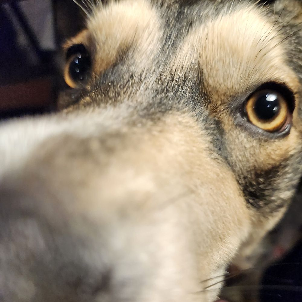 Jackalbones