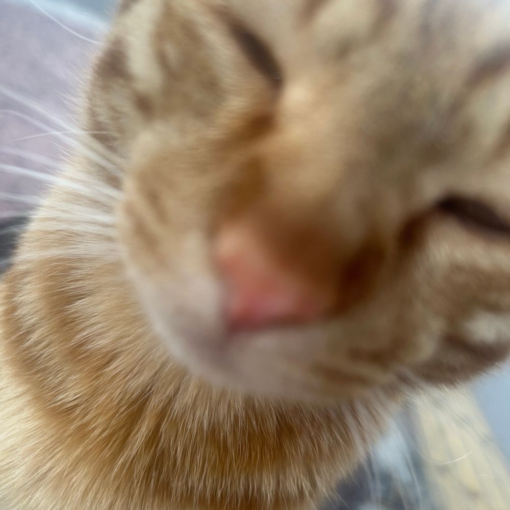 콩순
