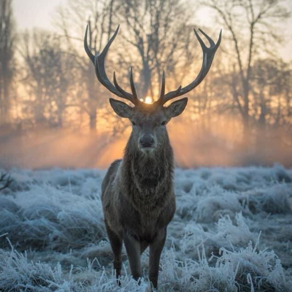 Stag 🦌🦊