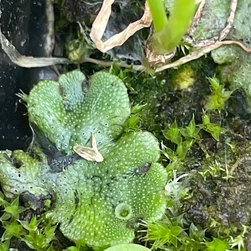 Plants and Politics