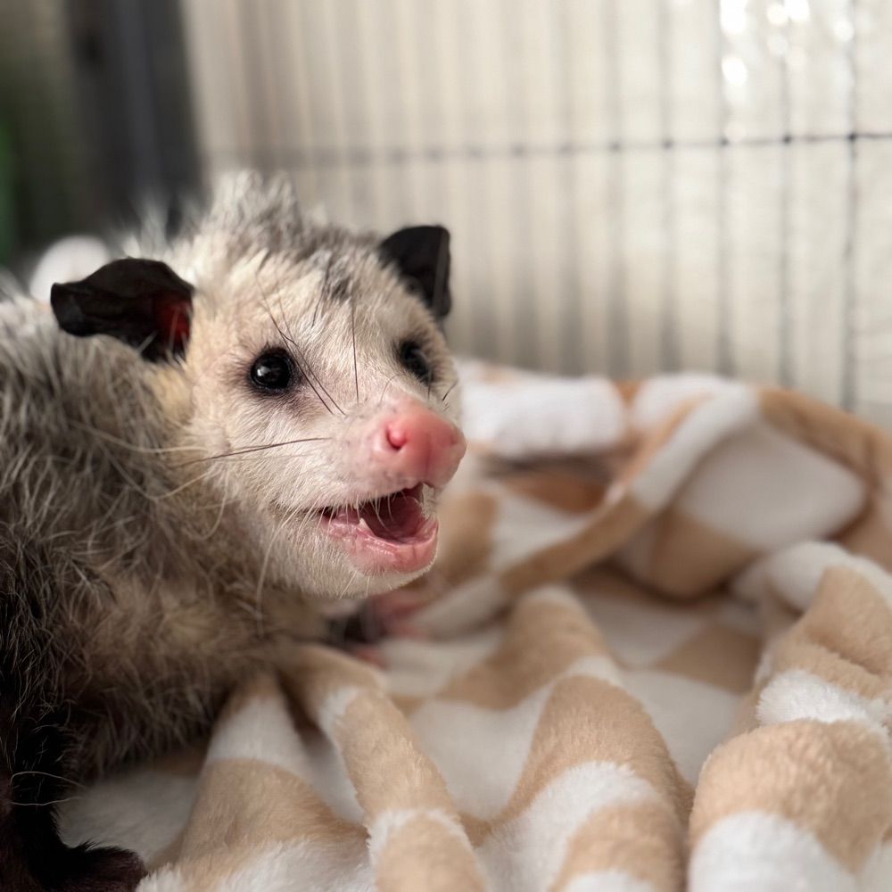 North Texas Wildlife Center