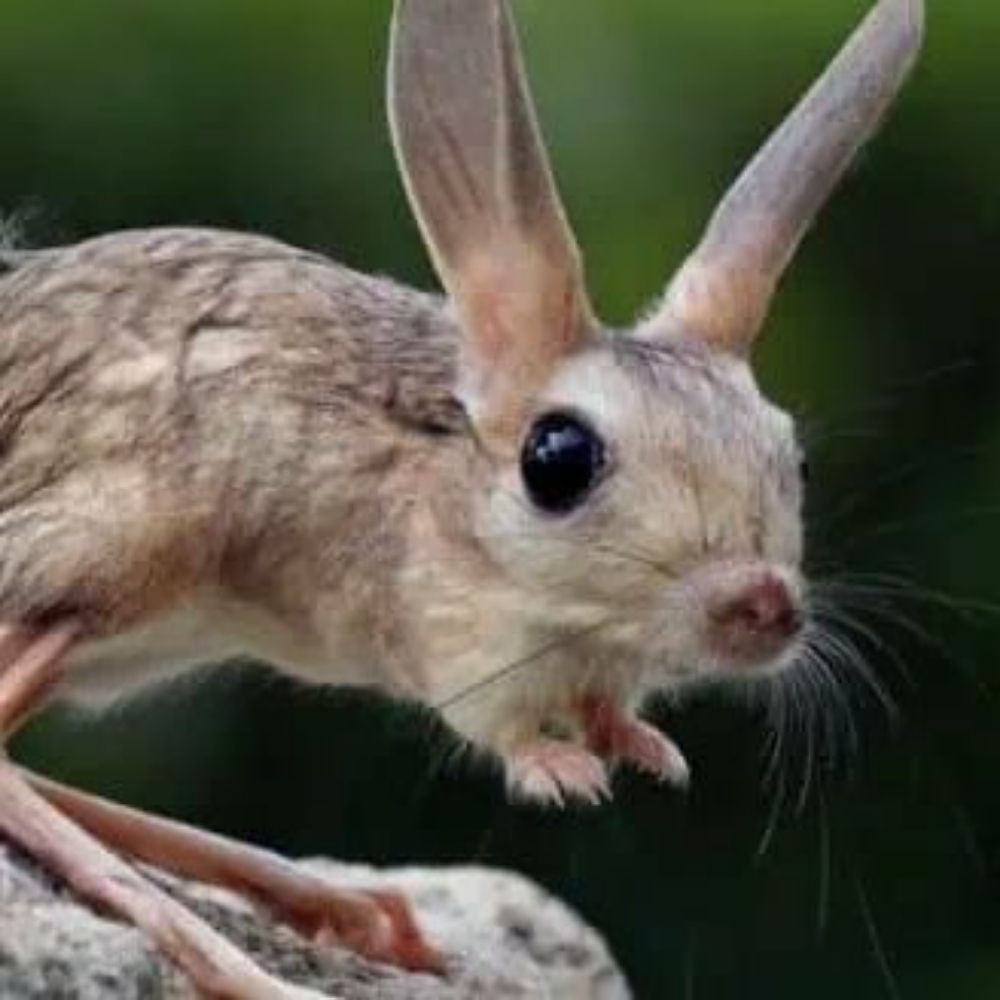 Little Jerboa 🔄