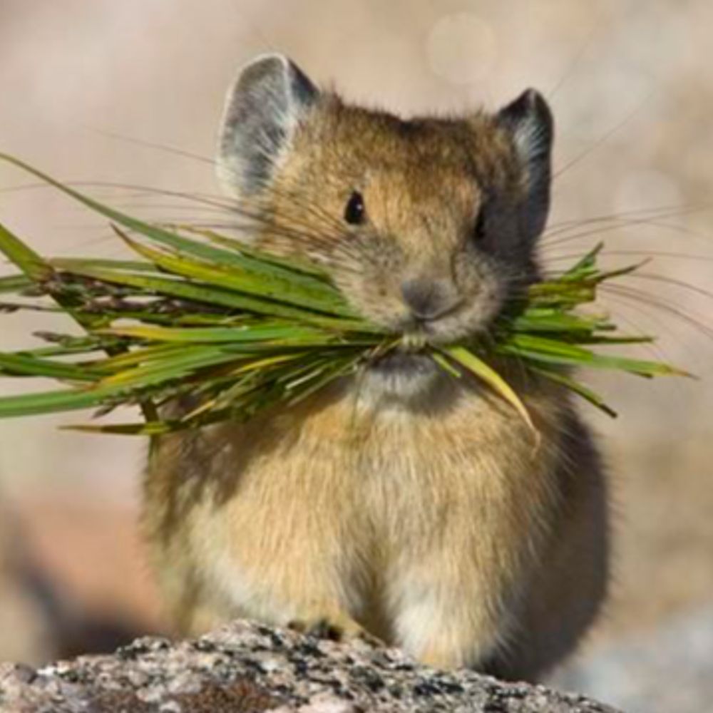 Profile picture rockymountainmouse.bsky.social