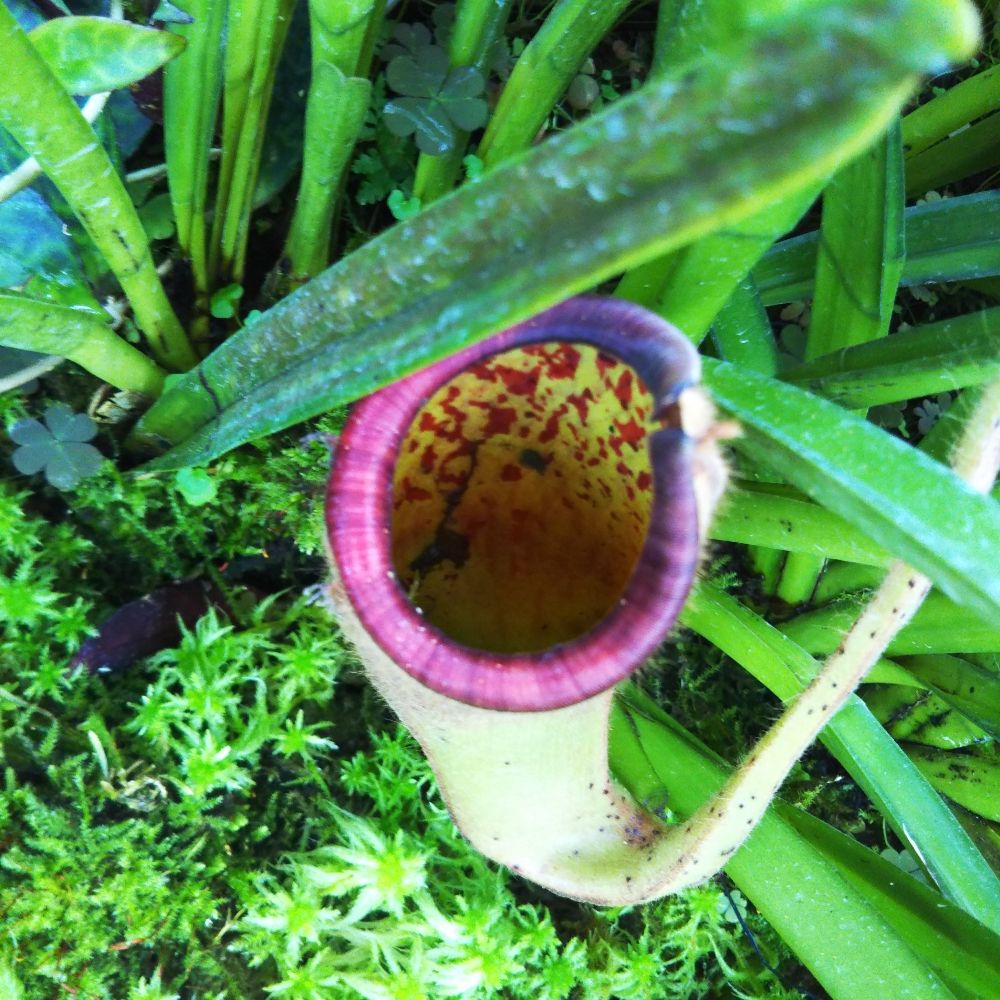botanicalgardenman