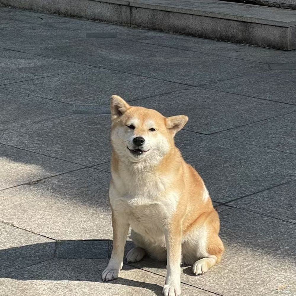 卡皮巴拉爱睡觉