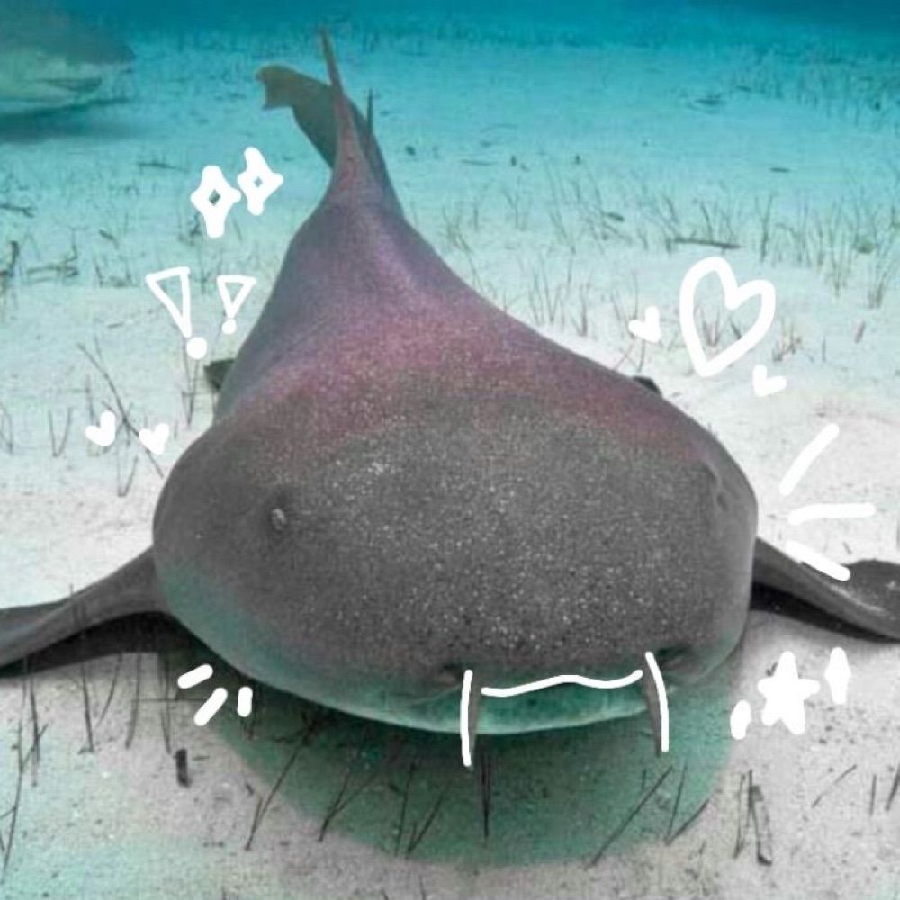 SillyShark