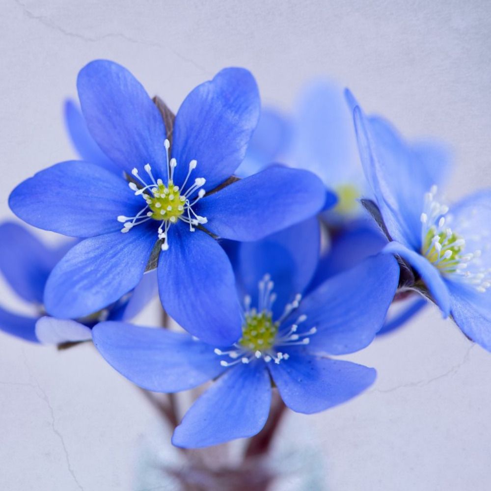 鵝花