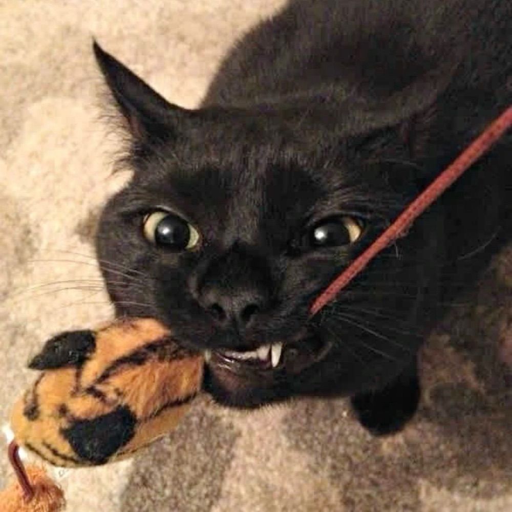 Pukong
