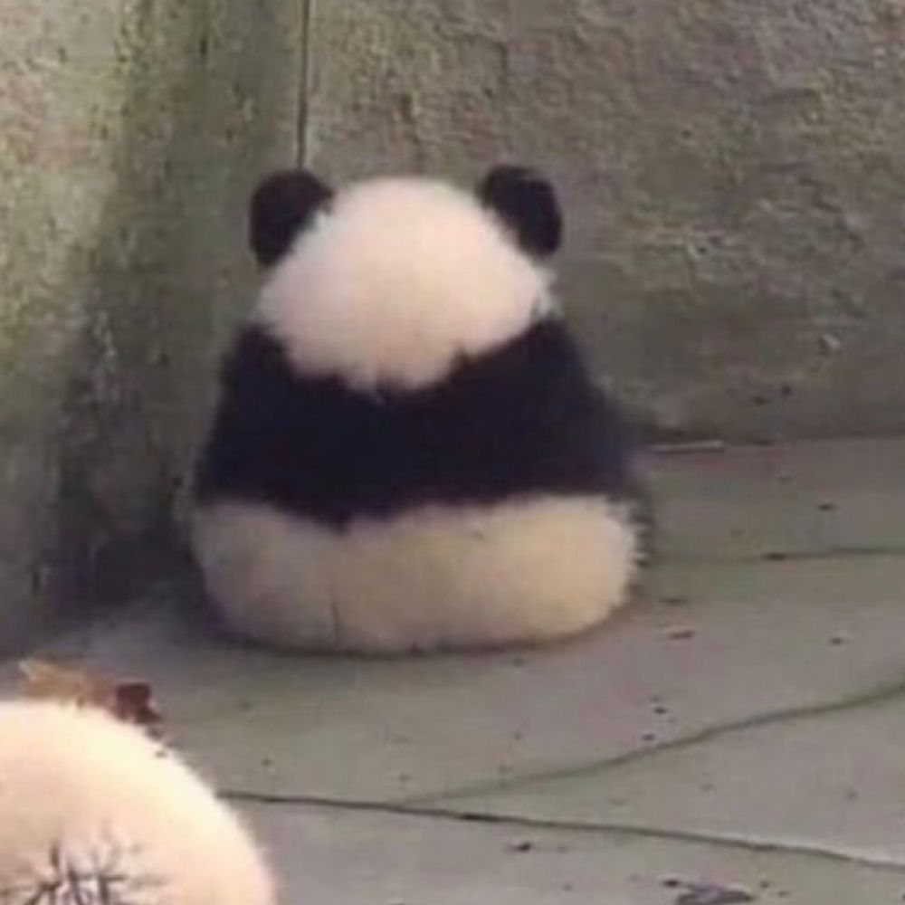 Changpeng Zhao Fan