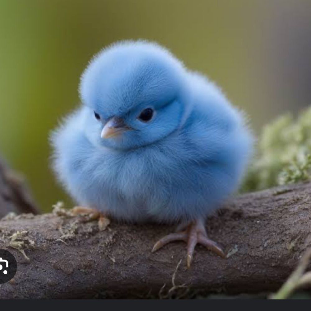pintinho azul 