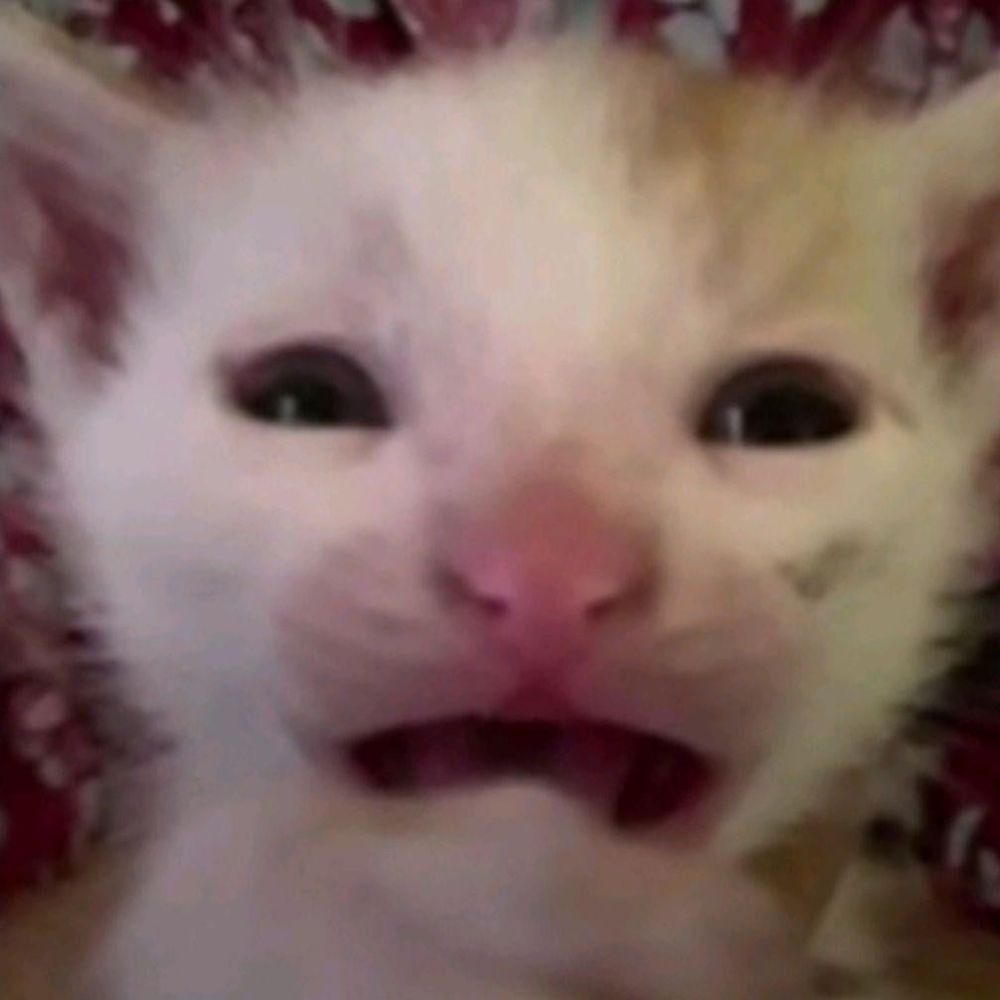 suumcuuique.bsky.social profile picture