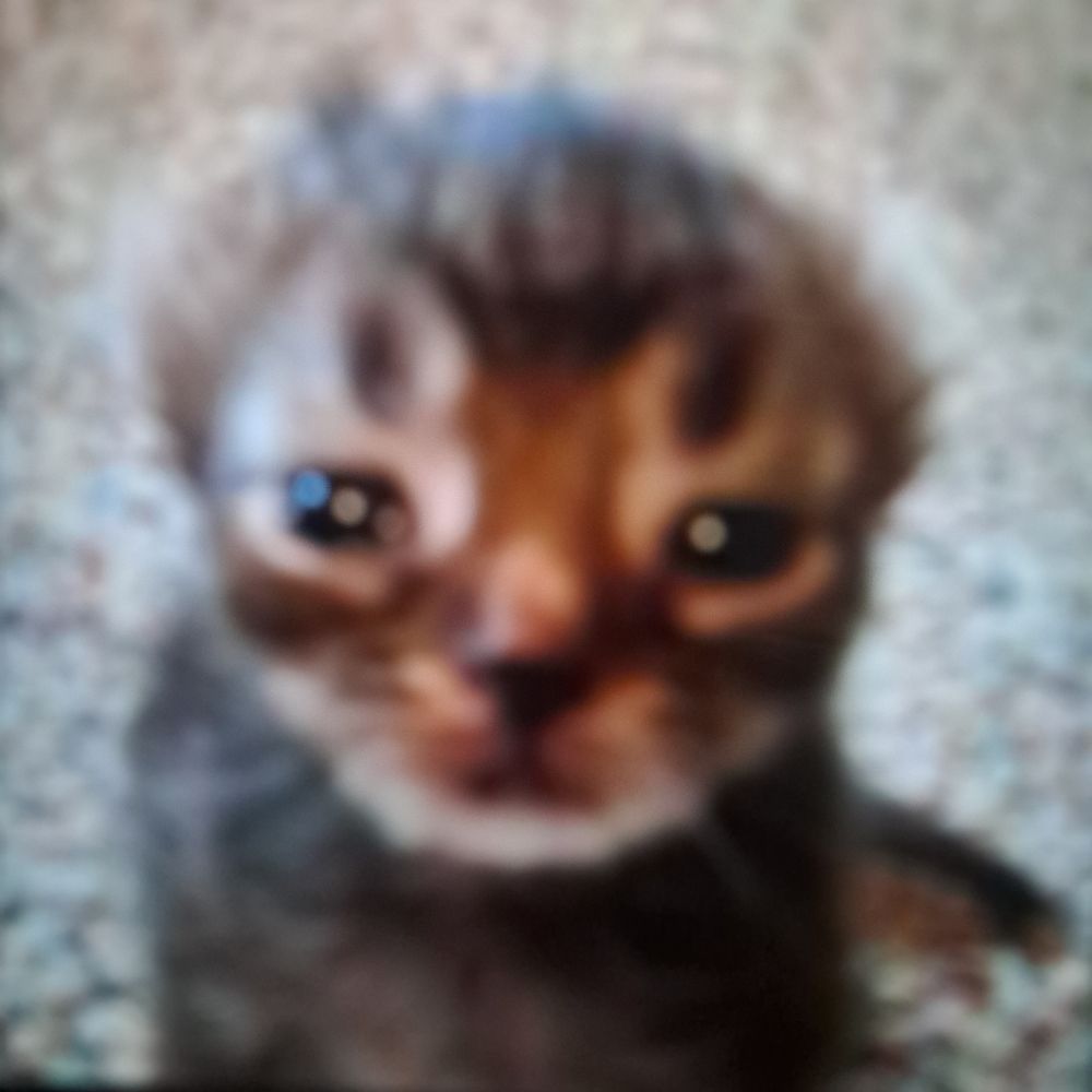 sávio