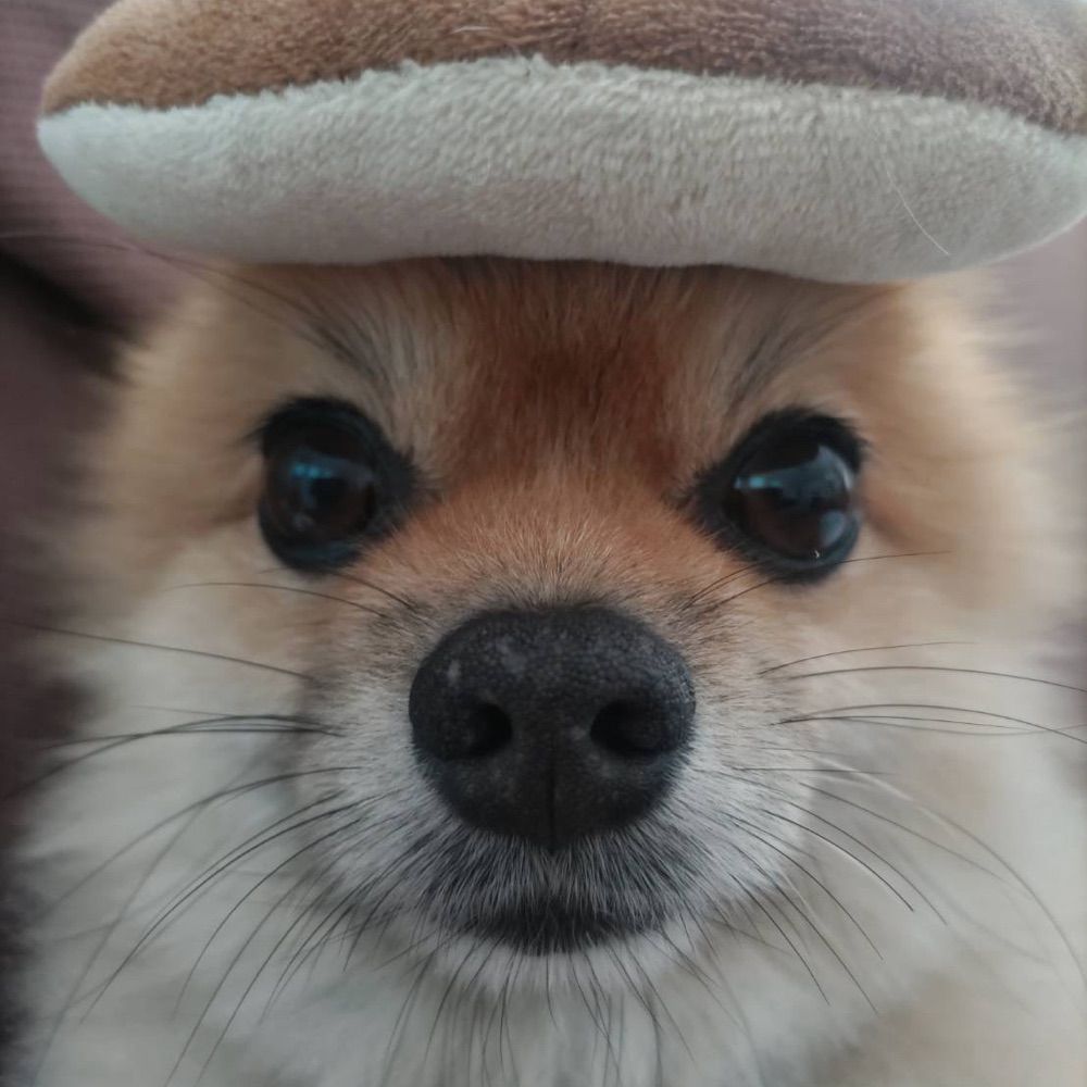 ポメ〜