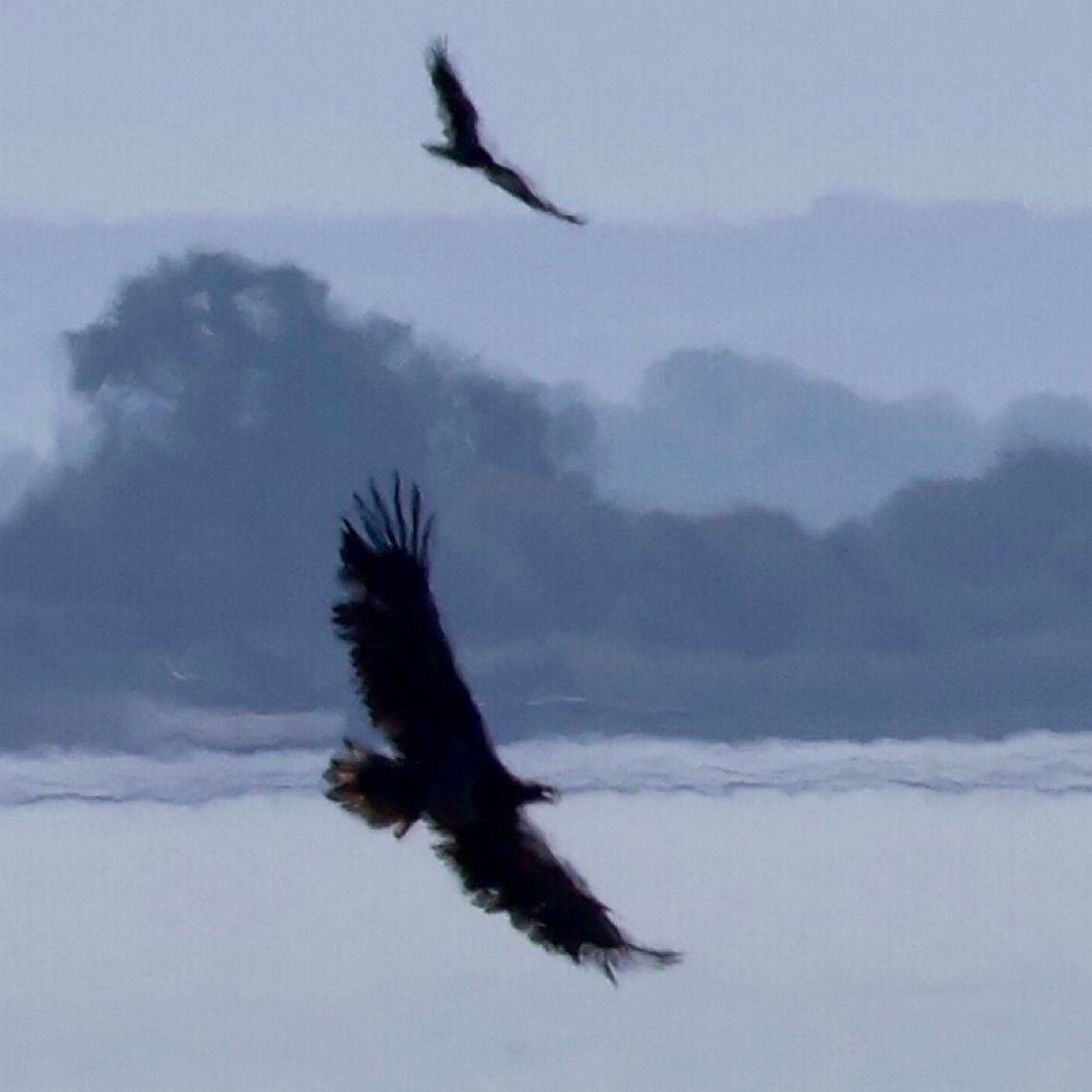 Atlantic Birding