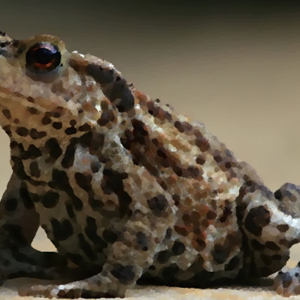toadofbattles.bsky.social profile picture