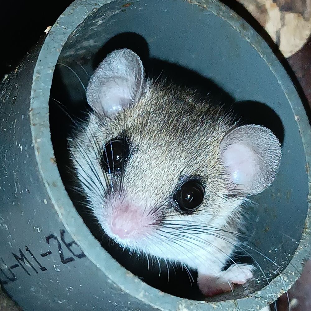 Homunculus-dormouse hybrid