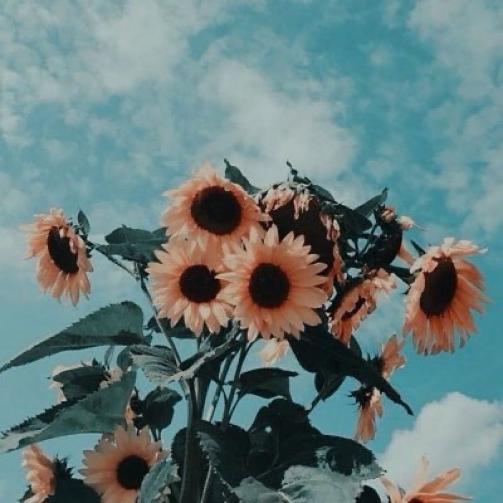 ◦⭐︎☽❀Ve❀⭐︎◦