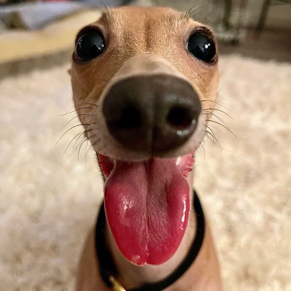 skydog
