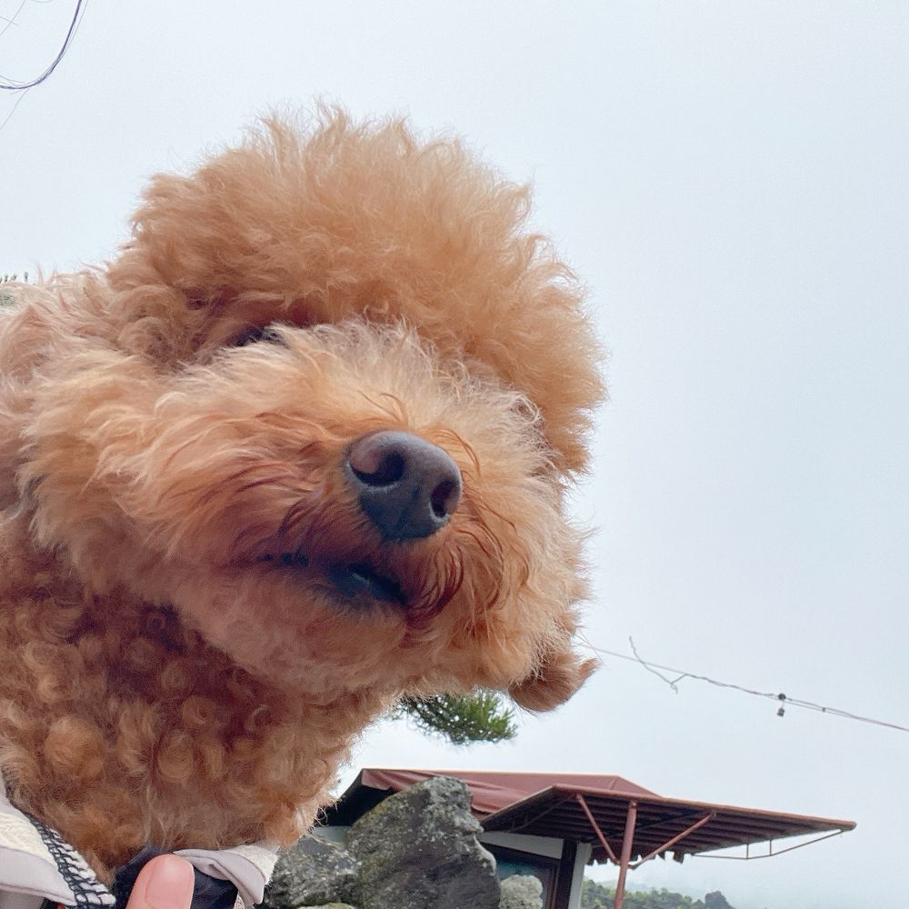もちもっち