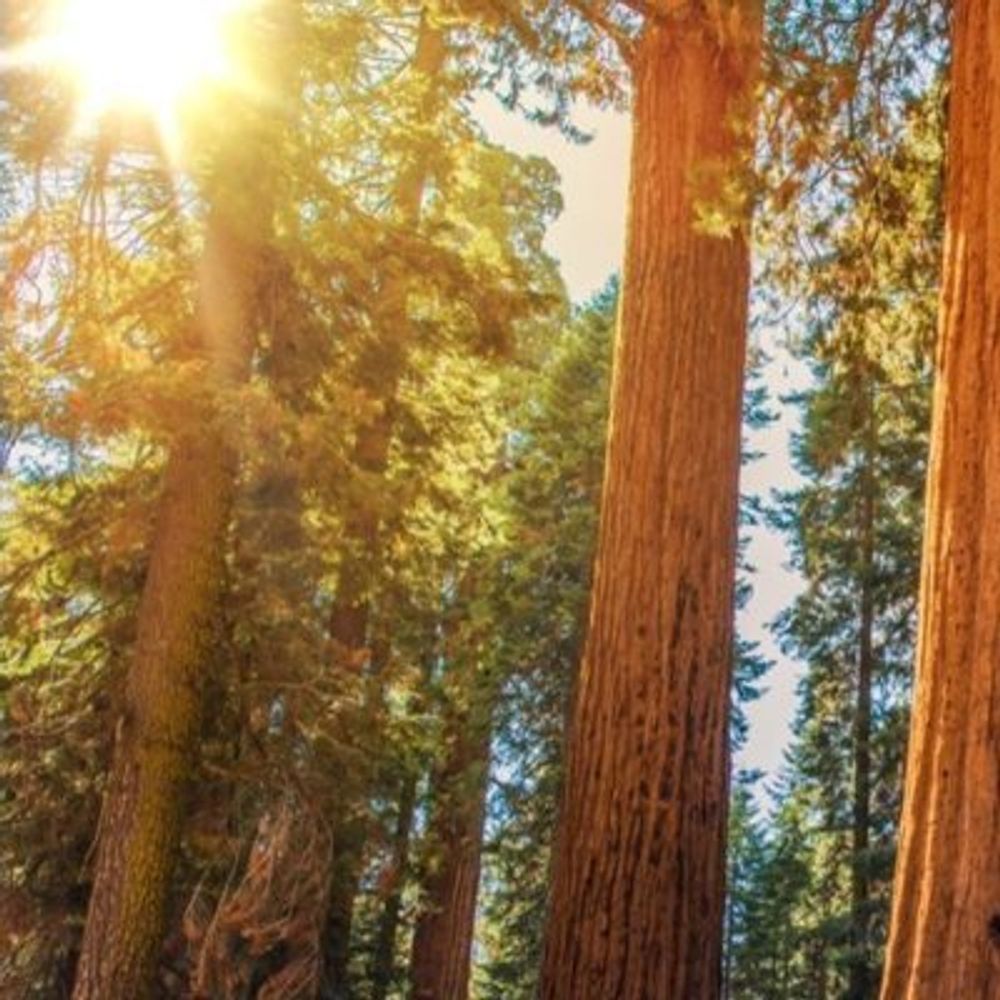 the evergreen collective