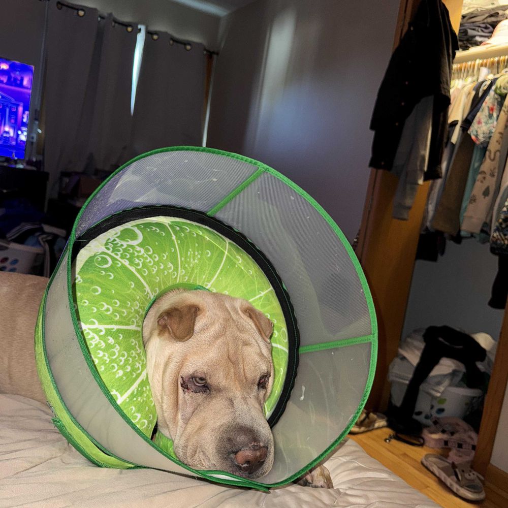 Shar Pei Lovers