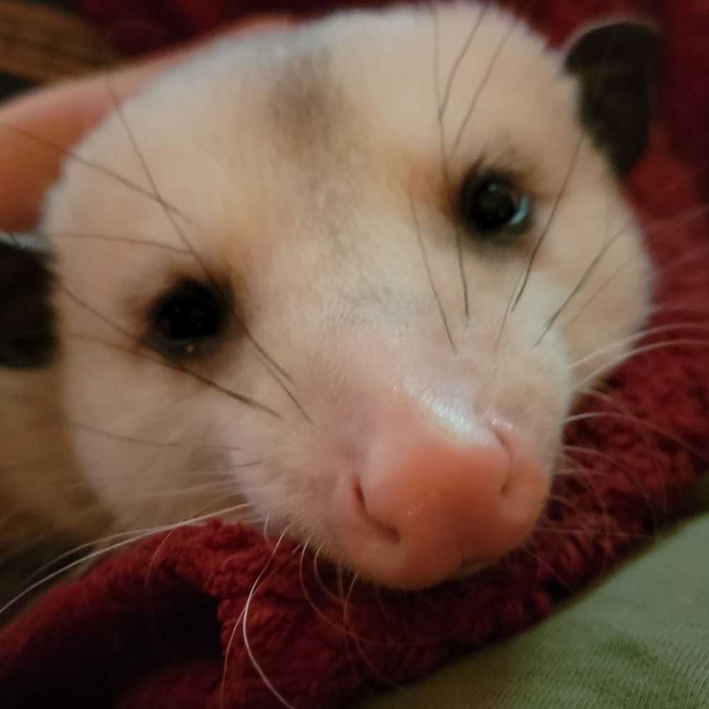 Profile picture wafflesopossum.bsky.social