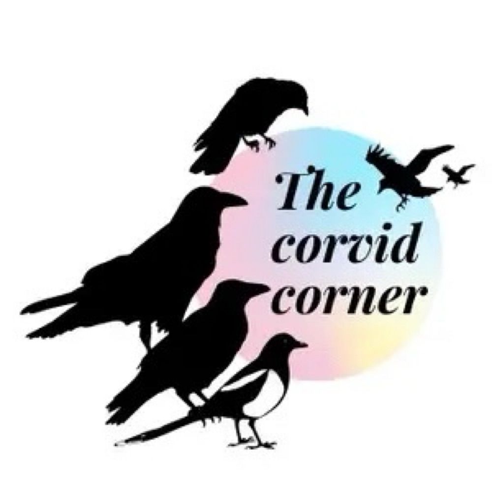 The Corvid Corner