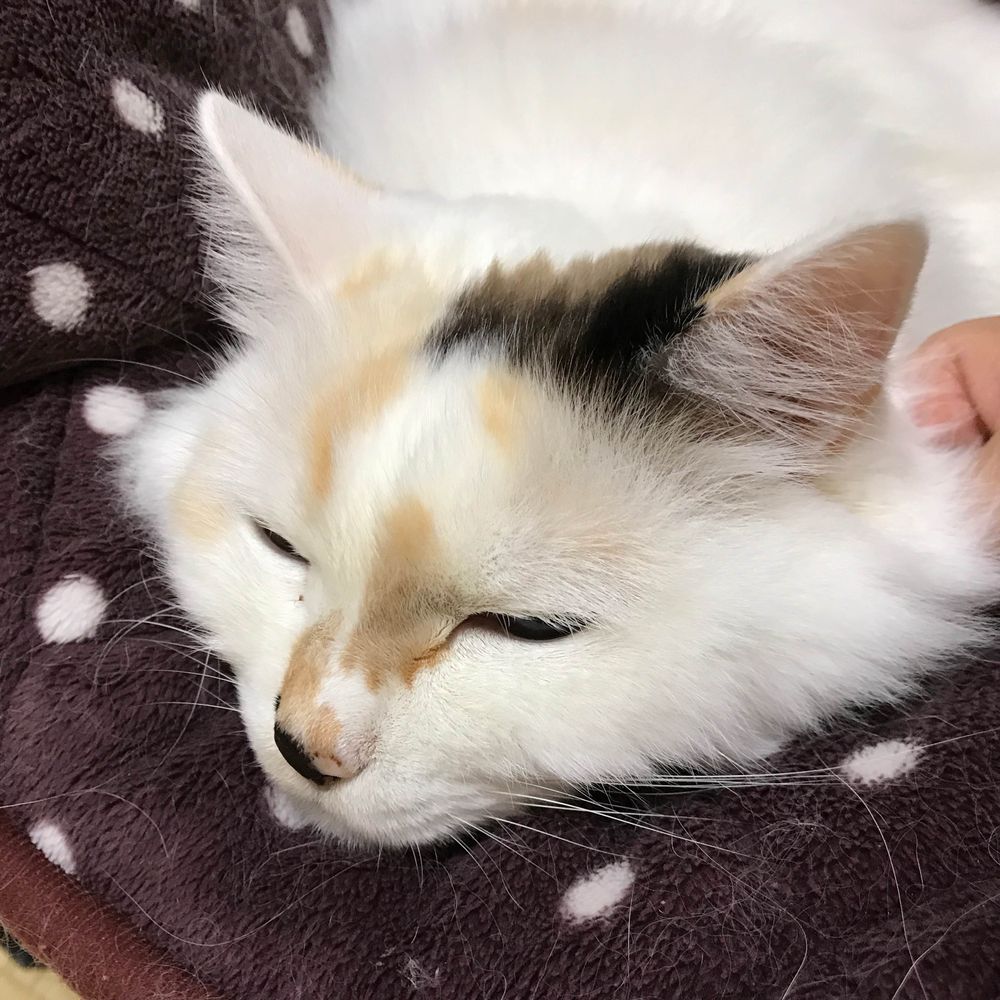 おばあちゃん👵🏻