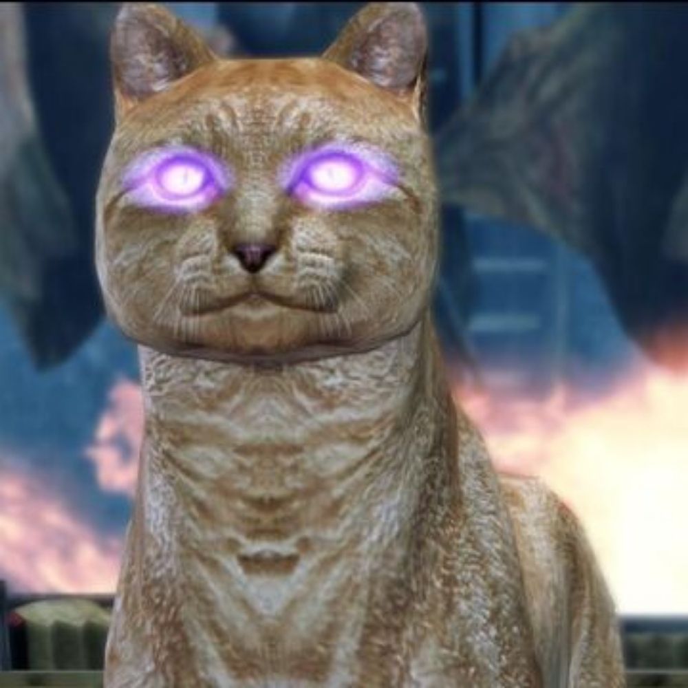 Kitty