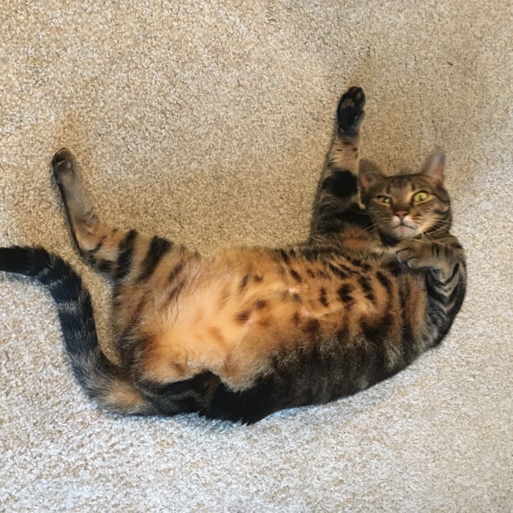 Herschel the Cat