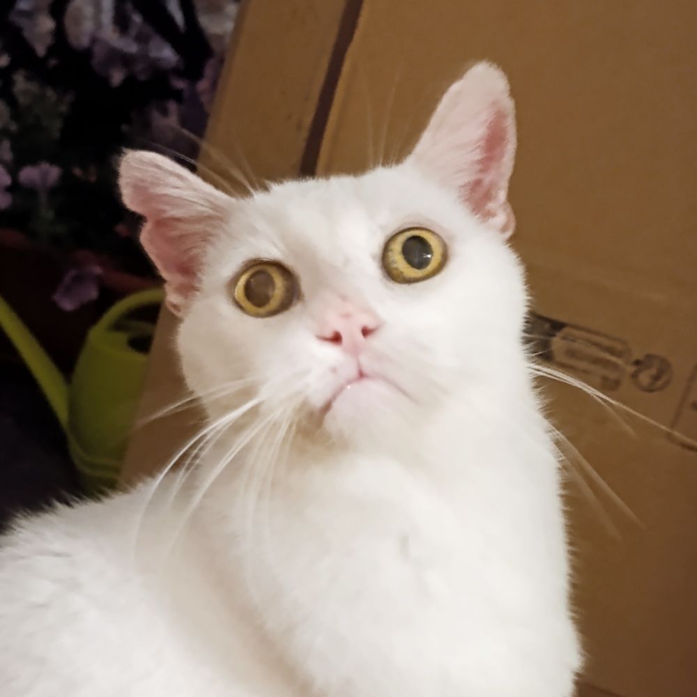 Nek'ko Nya