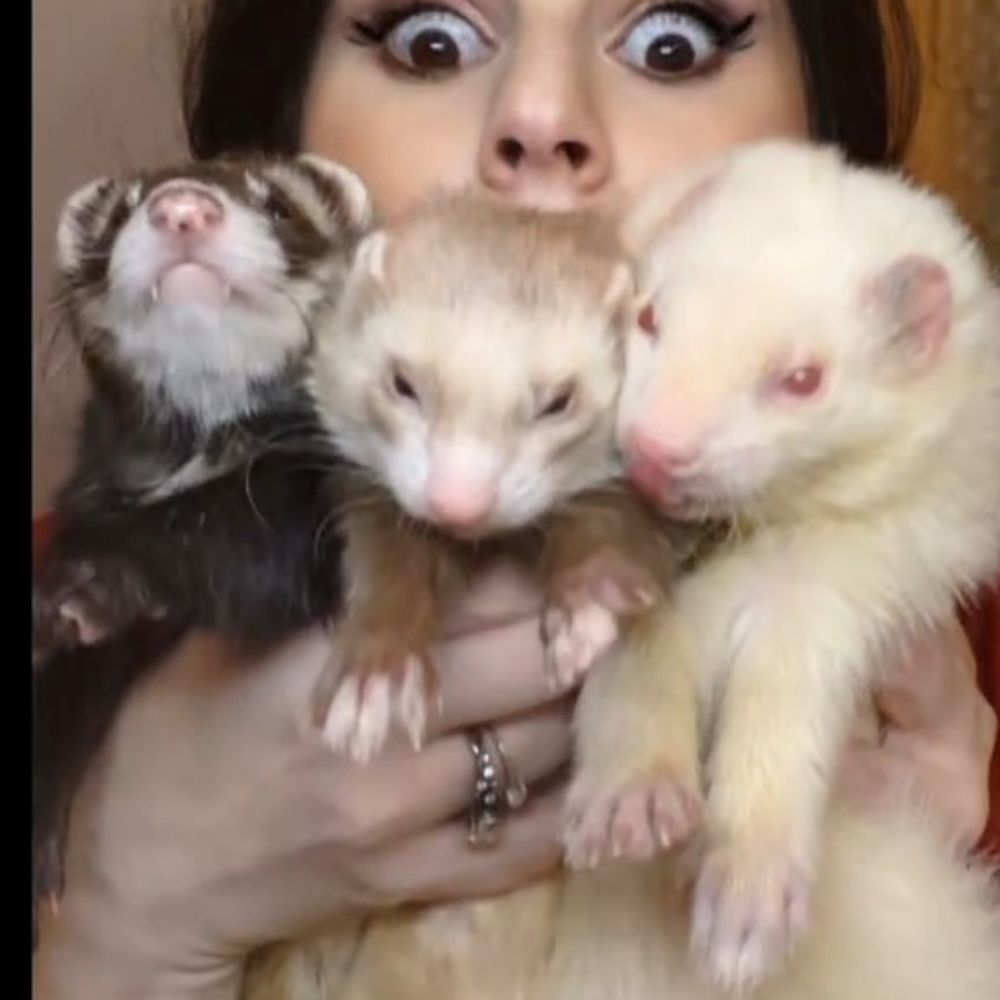 Chaos Critters