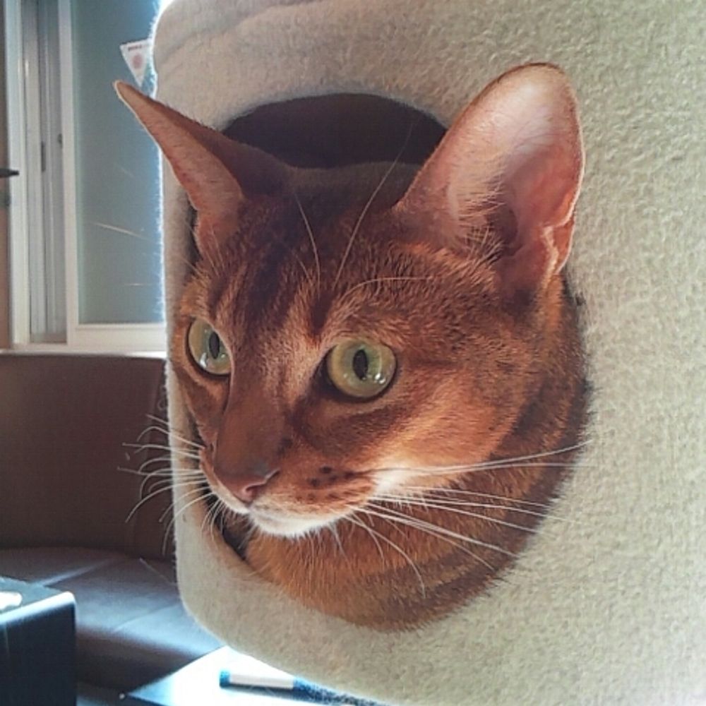 大熊猫