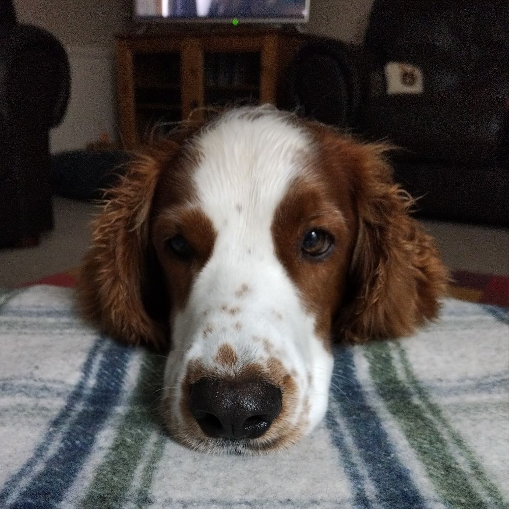 Moose from Perth