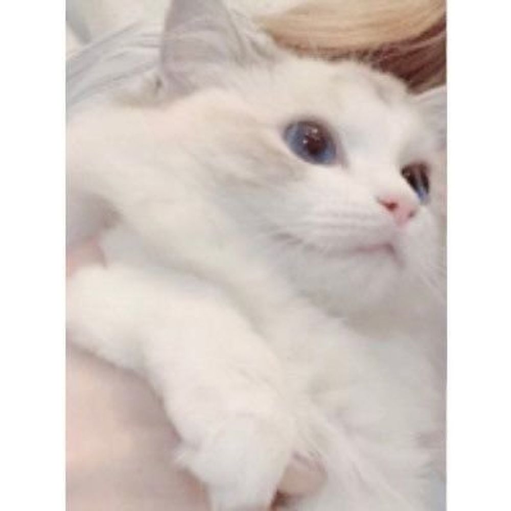 ゆ