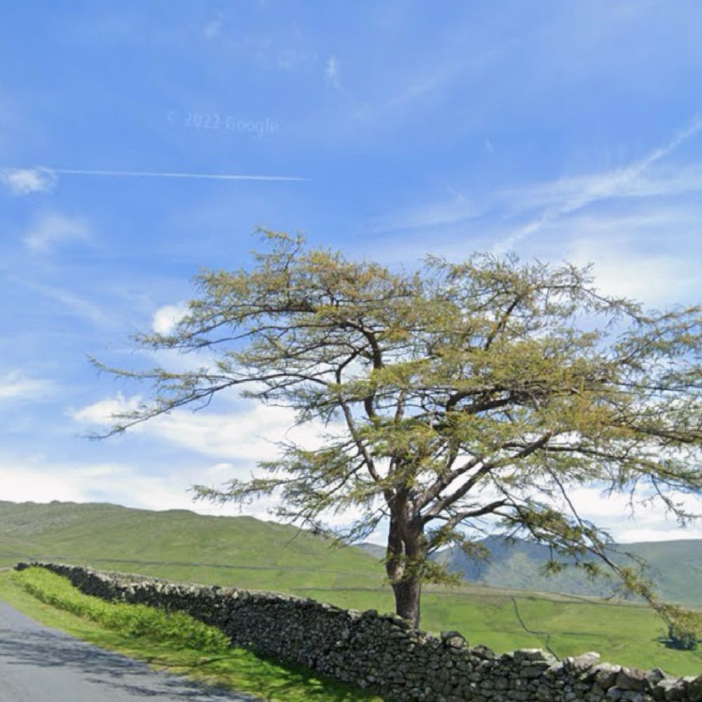 Lakes Trees