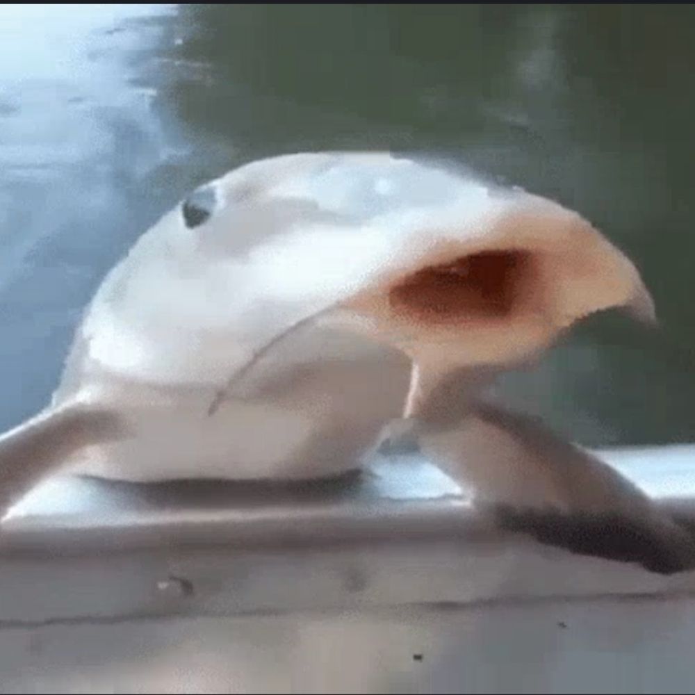 dringle
