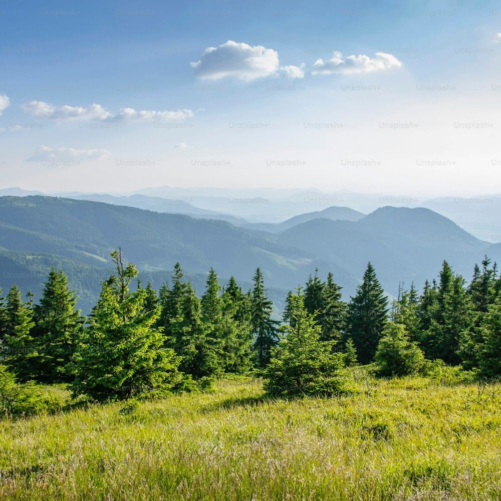EarthForestSkye